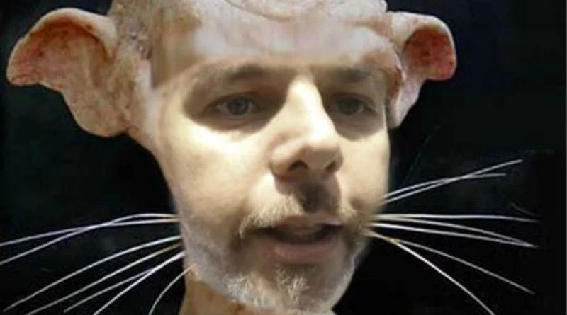 Nivel de ratas en Alicante