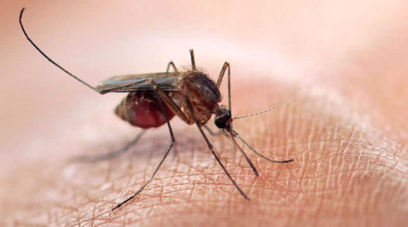 El virus del Zika, deprimido tras haber caído en el olvido