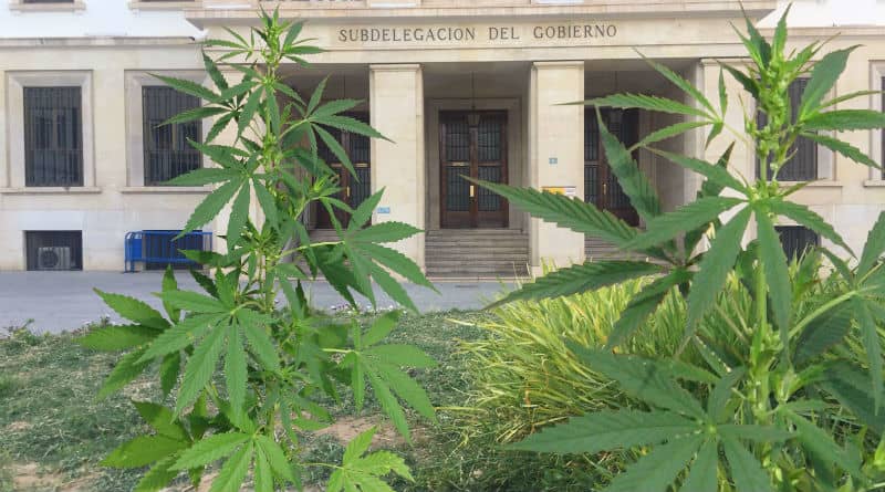 Aparecen plantas de marihuana en la Plaza de la Montañeta