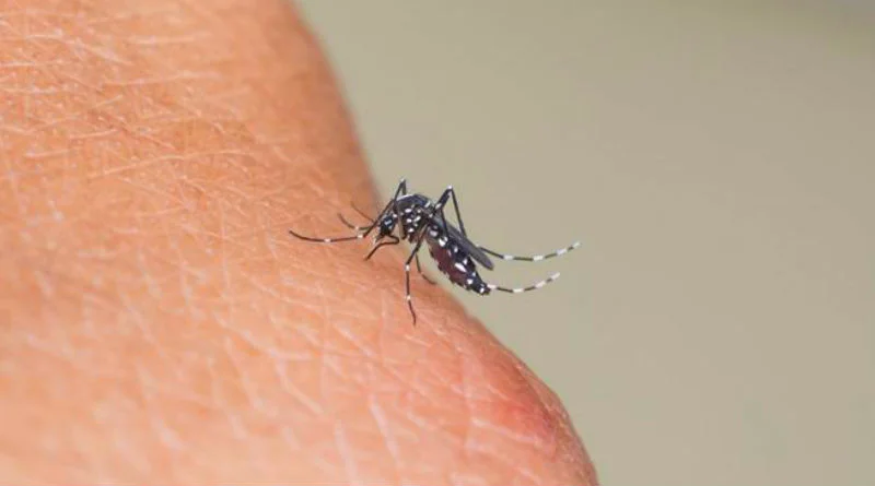 veganos antiespecistas mosquitos