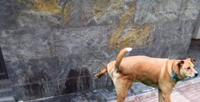 pis de perro