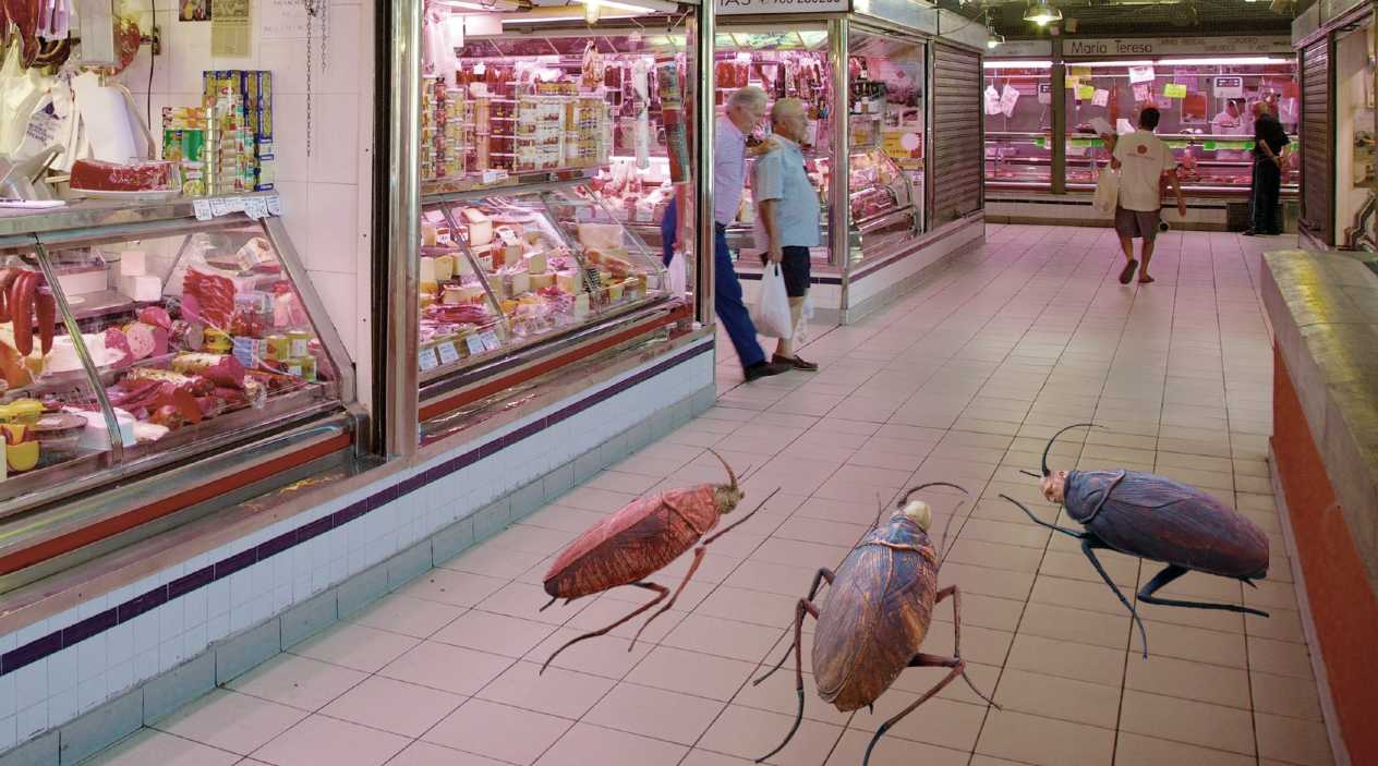 Las cucarachas en el Mercado Central de Alicante