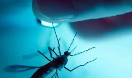 mosquitos subacuáticos